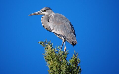 Heron wader perched photo