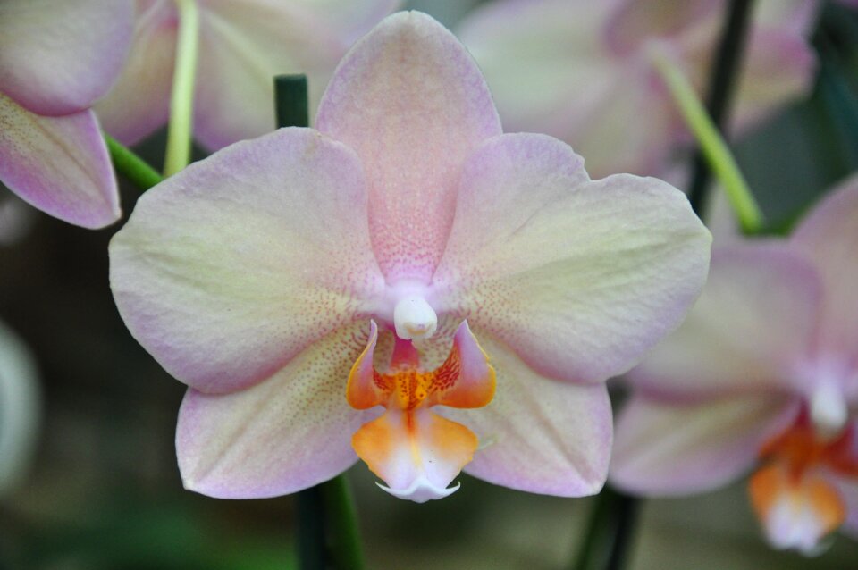 Plant pink blossom