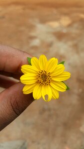 Yellow summer