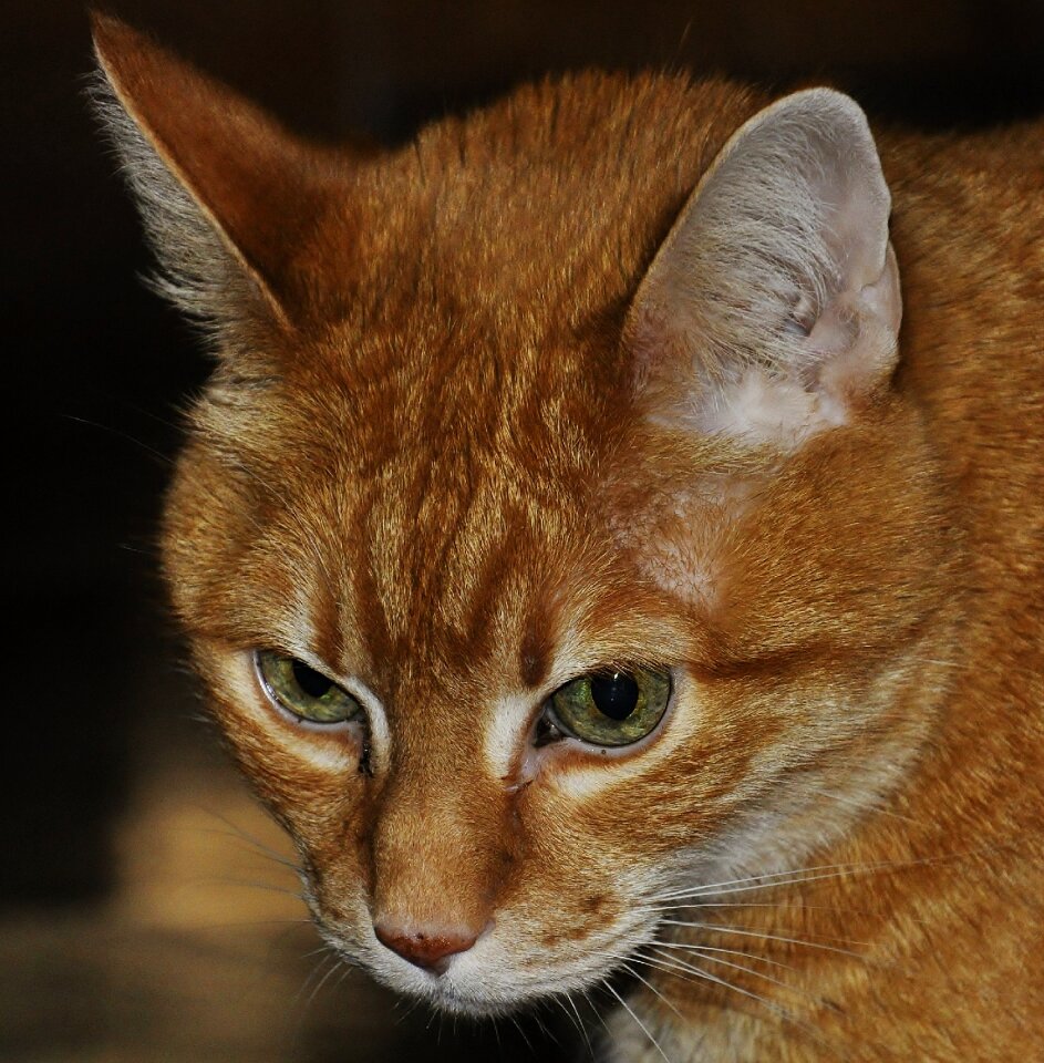 House domestic cat muzzle cat