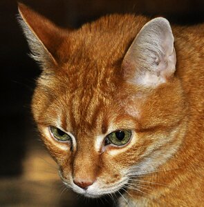 House domestic cat muzzle cat