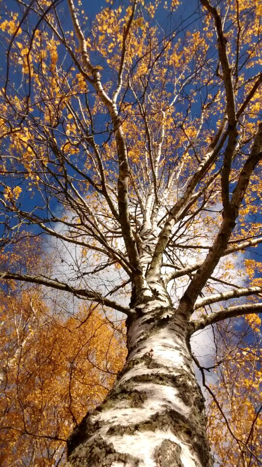 Nature orange landscape