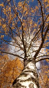 Nature orange landscape