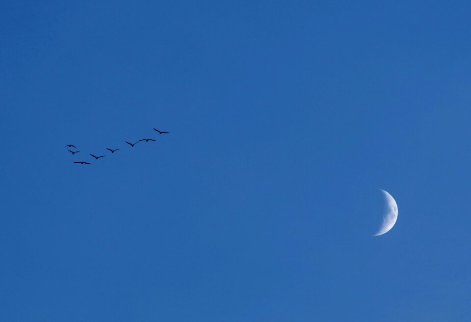 Evening key birds fly out