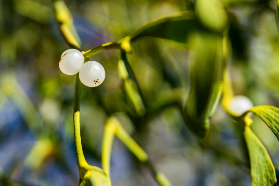 White flowers flower white flower