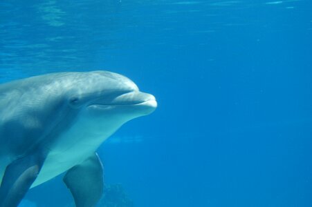 Mammal ocean marine