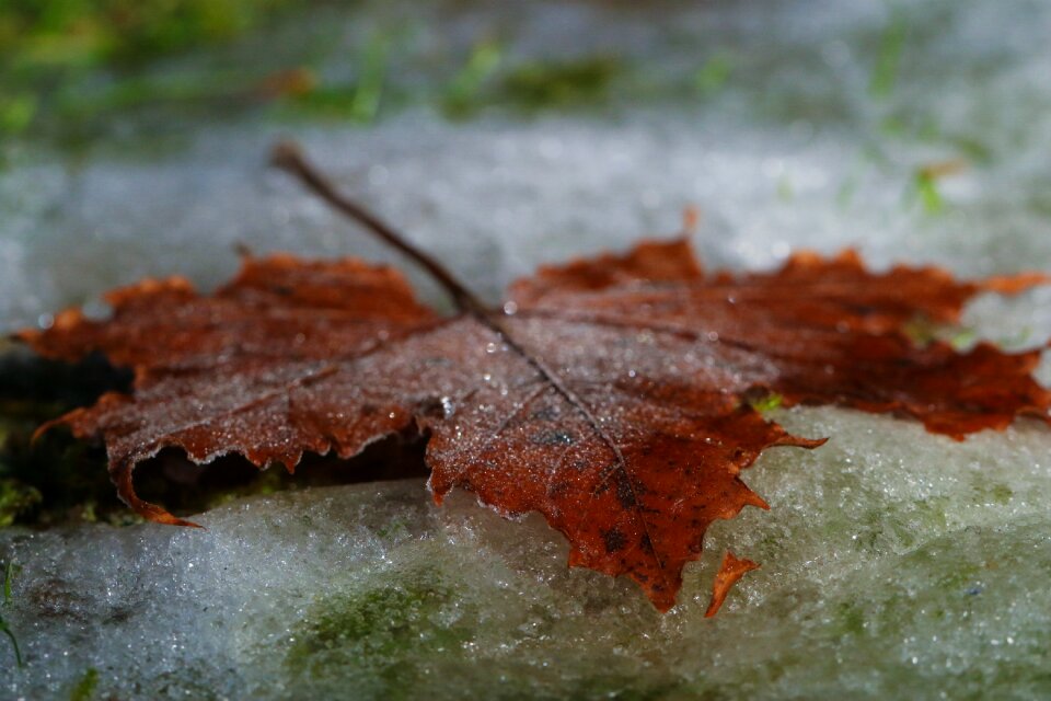 Fall nature