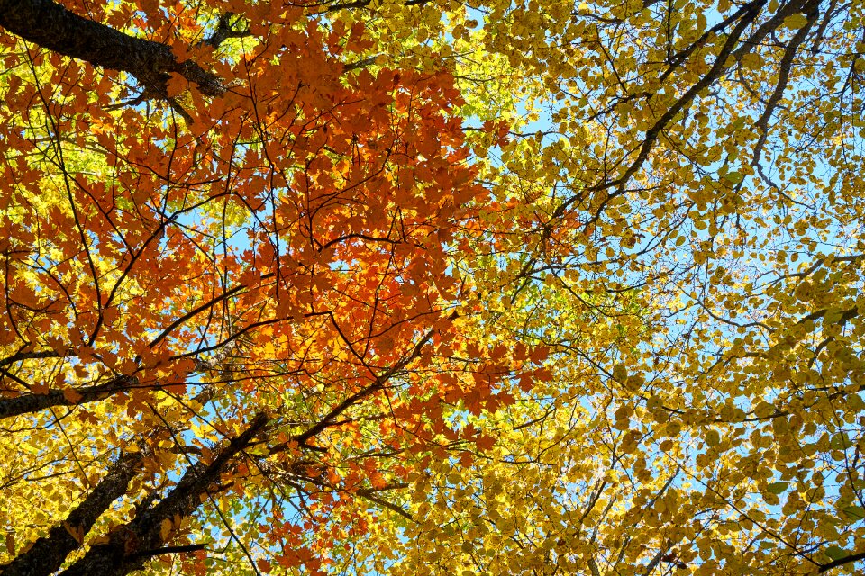 Nature dry leaves yellow