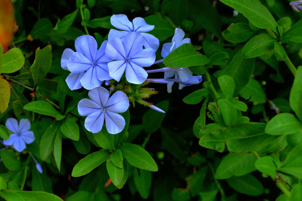 Flowers lilac petals