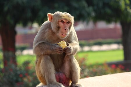 Monkey sit animal wildlife photo