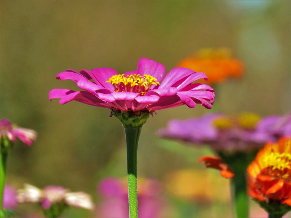 Yellow garden
