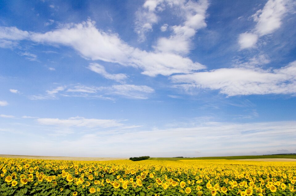Bloom nature sunflower field