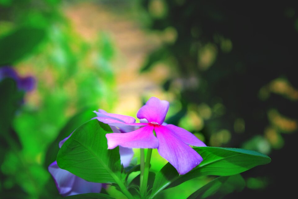 Greens chichewa hd nature