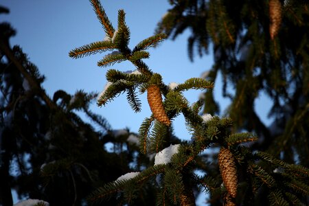 Pine cones winter tree photo