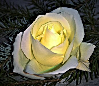 White pale yellow blossomed photo