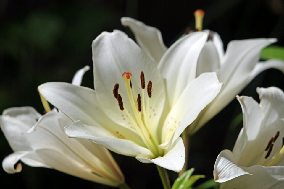 Nature summer flowers garden