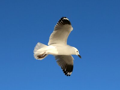 Gull seagull sky photo