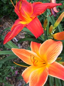 Flower orange red photo