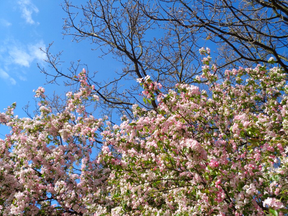 Magnolia spring air