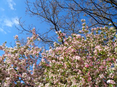 Magnolia spring air