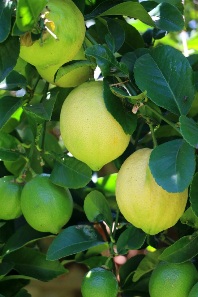 Green nature citrus photo
