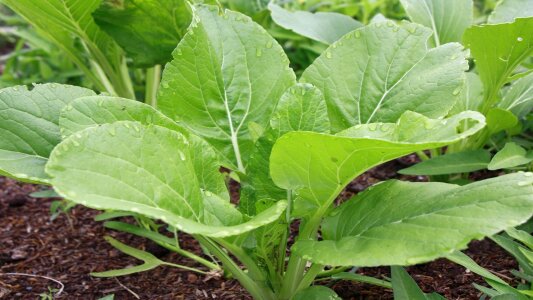 Vegetables without toxins fresh vegetables forest park na merit 1