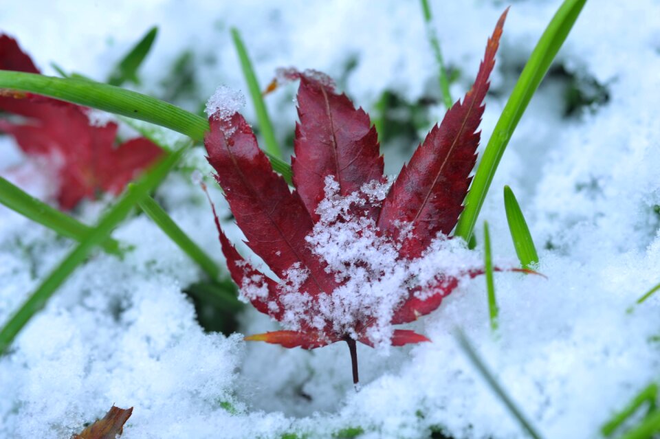 The first sight leaves maple leaf
