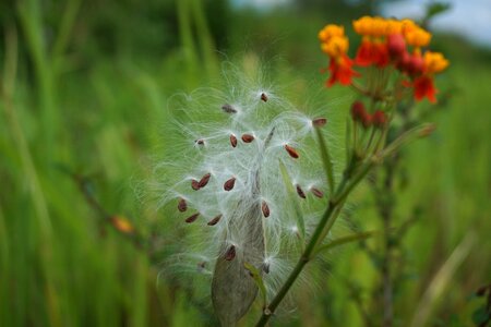 Plant fluffy nature