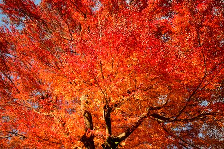 Autumnal leaves maple red