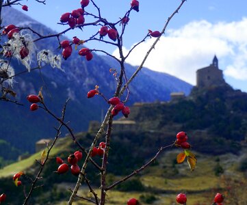 Plants leaves wild fruits photo