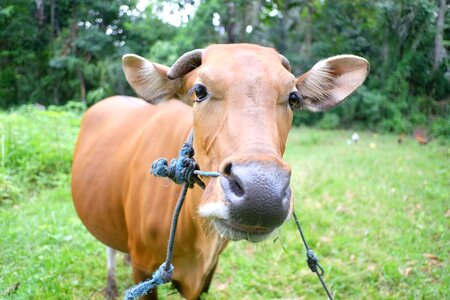 Cow goat agriculture photo