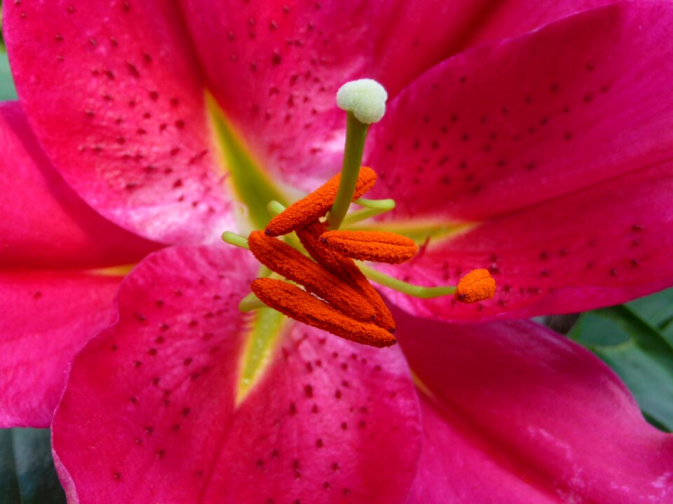 Flower red flower beautiful flower