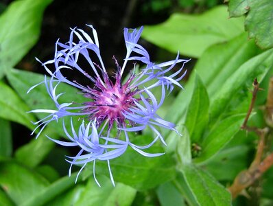 Wild flowers flowering country photo