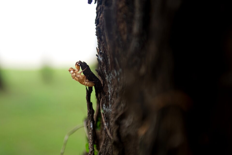 Wood nature insects