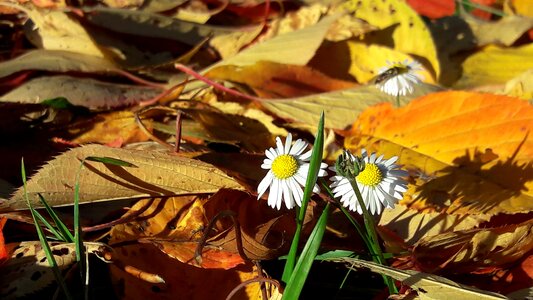 Nature yellow leaves photo