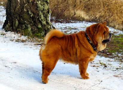 Pet the dog looks breeds of dogs