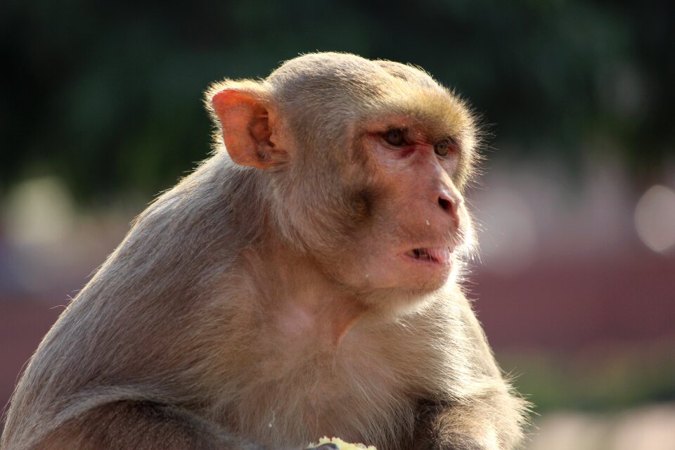 Ape nature sitting