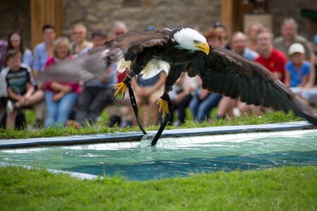 Bird of prey bird bill
