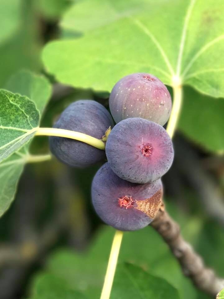 Summer tree exotic fruit