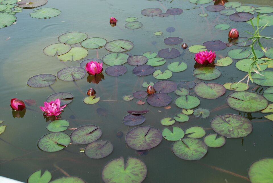 Pond aquatic plant nature