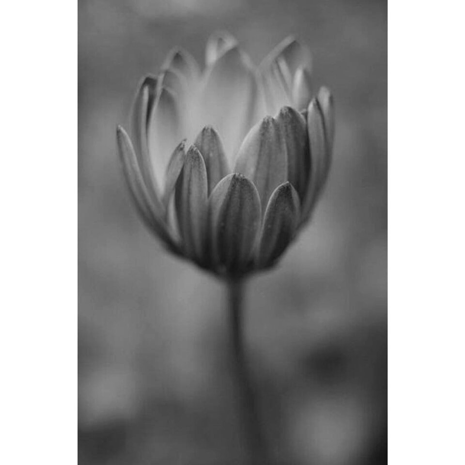 Monochrome nature blossom