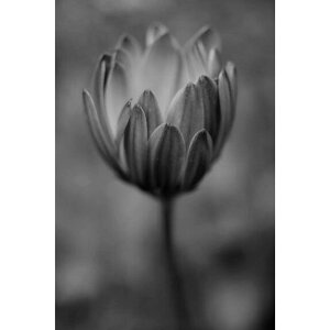 Monochrome nature blossom
