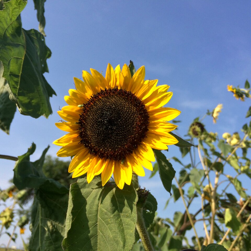 Yellow sun plant