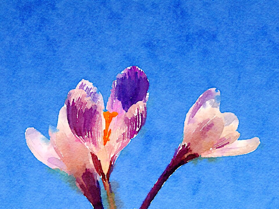 Flower blue watercolor