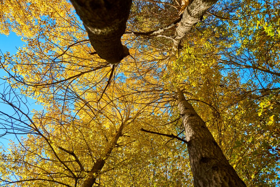 Nature dry leaves yellow photo