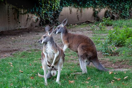 Zoo australia mammal