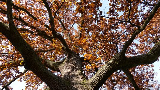 Bark fall foliage aesthetic