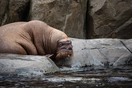 Zoo meeresbewohner thick