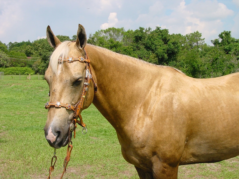 Stallion mane equestrian photo