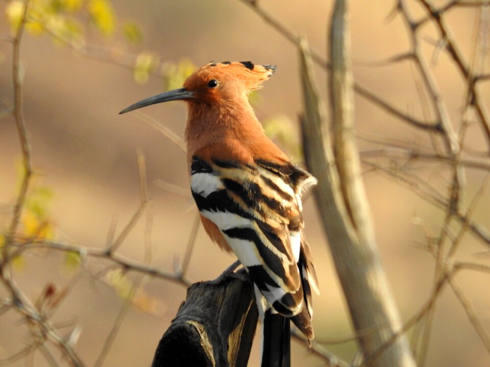Animal portrait bird wildlife